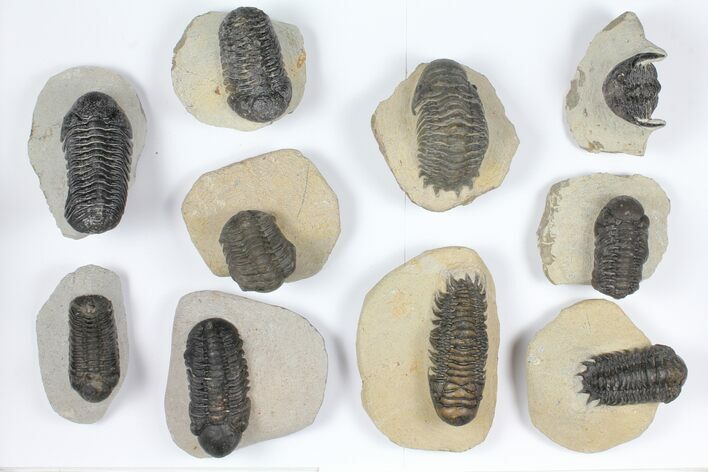 Lot: Assorted Devonian Trilobites - Pieces #92166